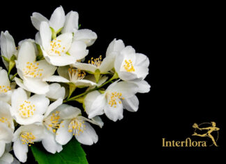 Meilleur site de plantes en ligne – Interflora Meilleur-site-de-fleurs