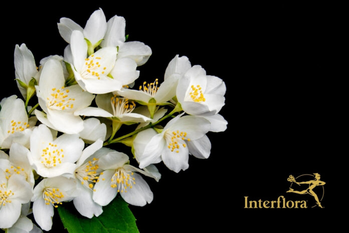 Meilleur-site-de-fleurs