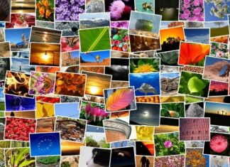 Meilleure banque d’images gratuites : le grand duel banques-d-images-gratuites-meilleur-site