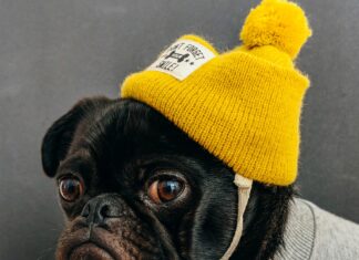 Animojo, le site rigolo pour les amoureux des animaux Animojo