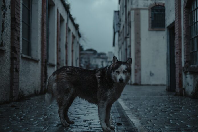Kippy, le site pour suivre votre chien à la trace