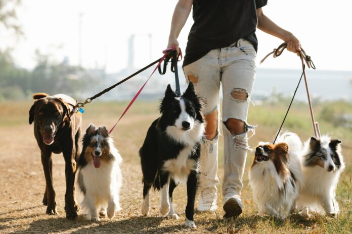 Top 3 des sites pour faire garder son animal de compagnie